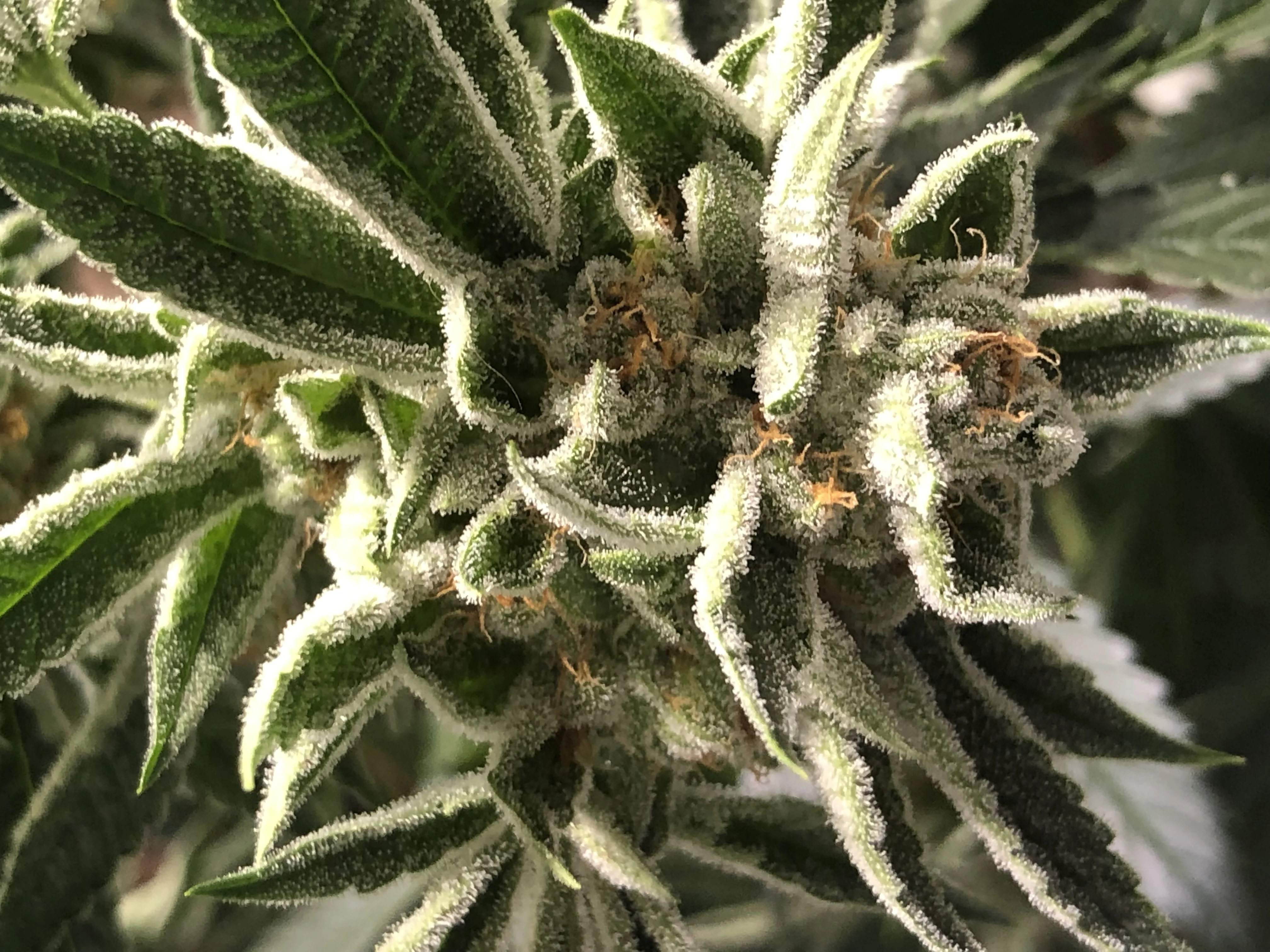 Grape Stomper — a flagship Gage Green Group cultivar in flower