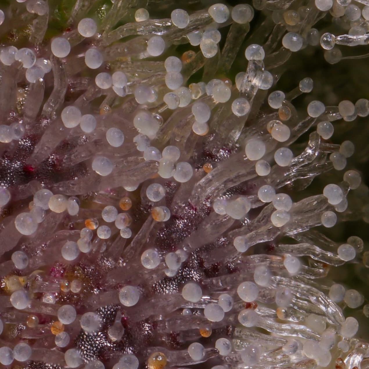 Macro detail of trichome glands — the molecular surface of the plant